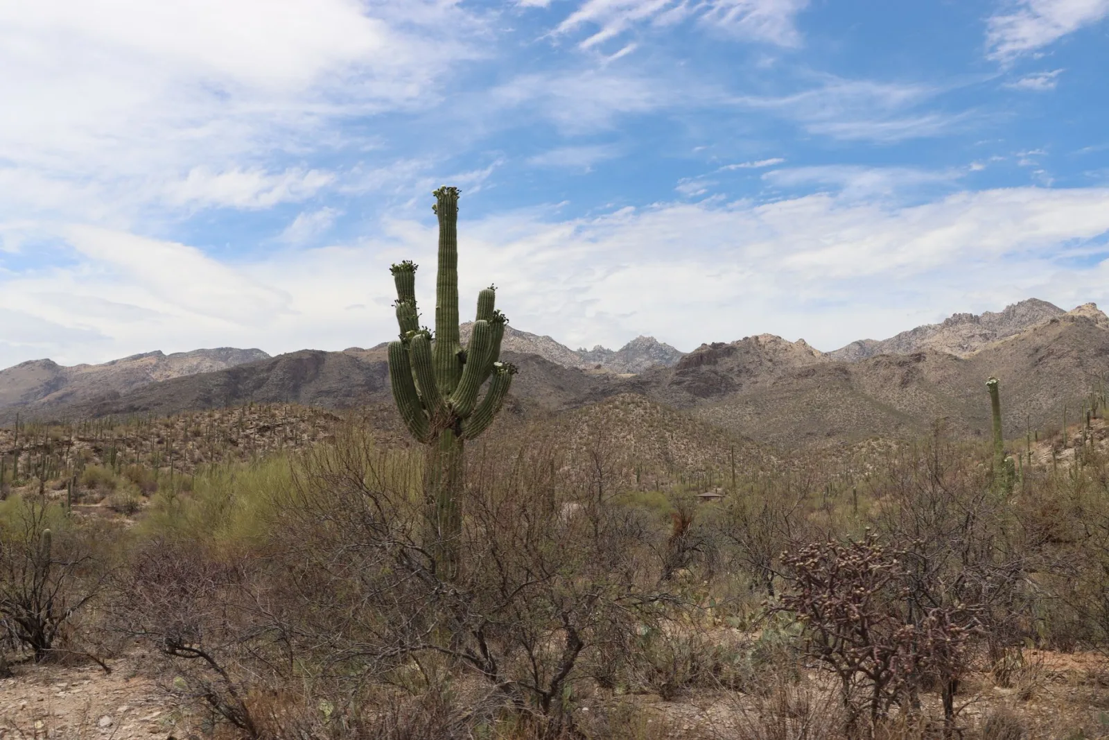 Saguaro desert and mountain landscape in Tucson, Arizona